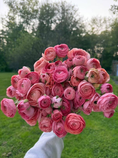 Ranunculus Amandine Salmon (XL Corms - 7+)