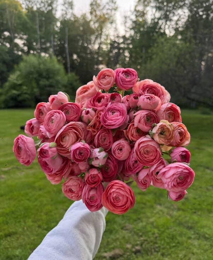 Ranunculus Amandine Salmon (XL Corms - 7+)