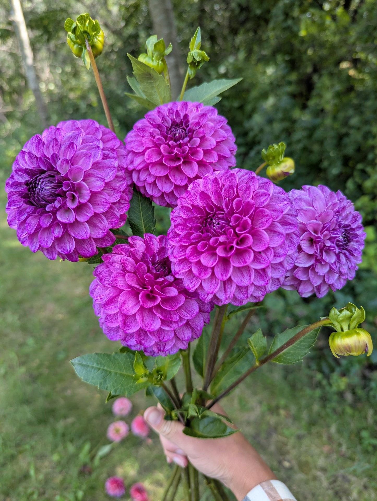 Robann Royal