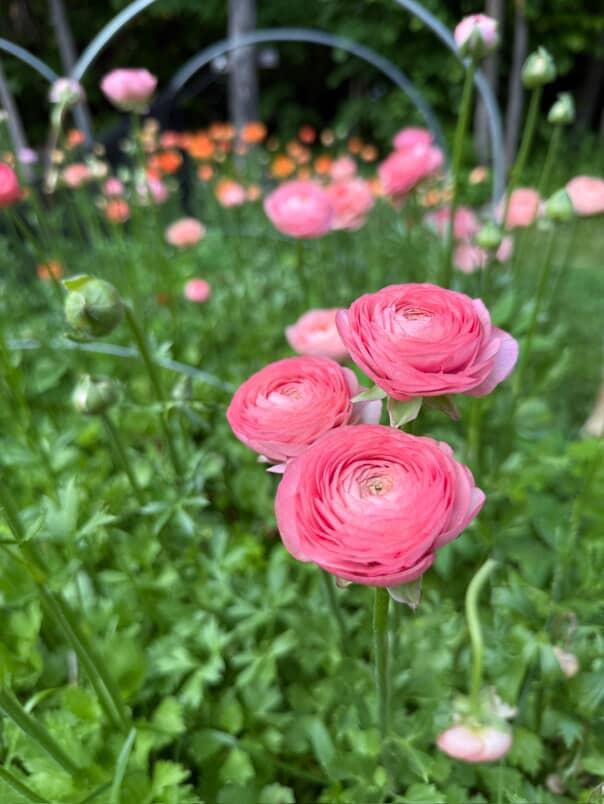 Ranunculus Amandine Salmon (XL Corms - 7+)