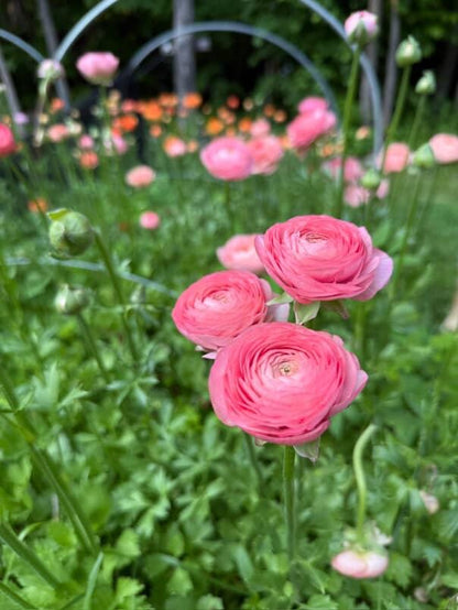 Ranunculus Amandine Salmon (XL Corms - 7+)