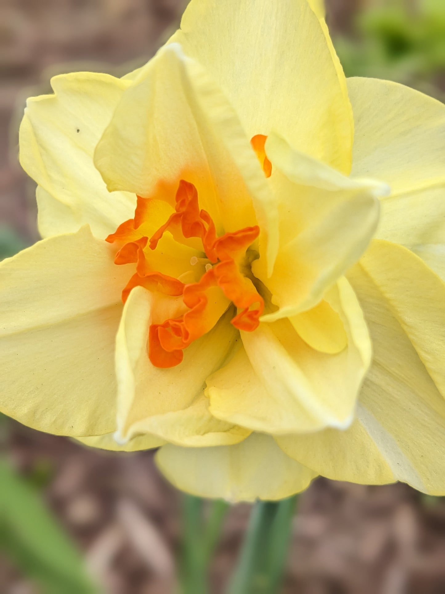 Daffodil Tahiti