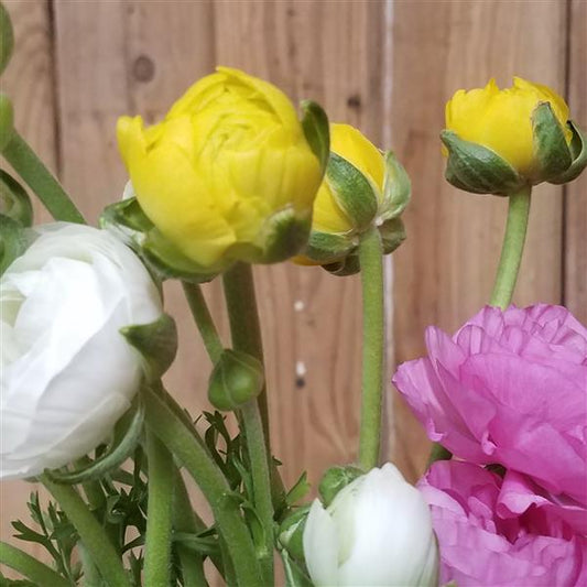 Ranunculus Tecolote Pastel Mix (size 7+)