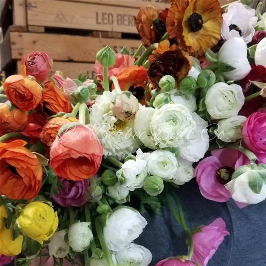 Ranunculus Tecolote Rainbow Mix (size 7+)