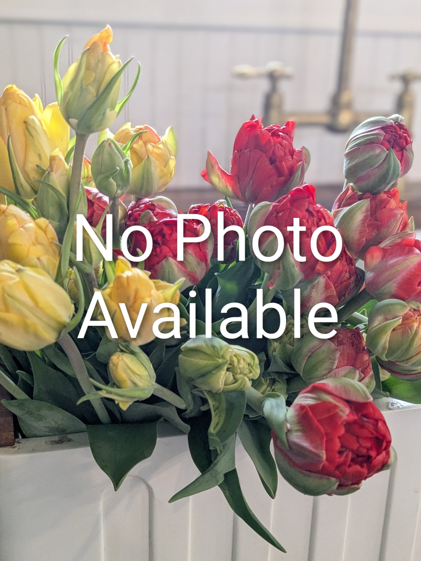 Tulip Queensday (orange)