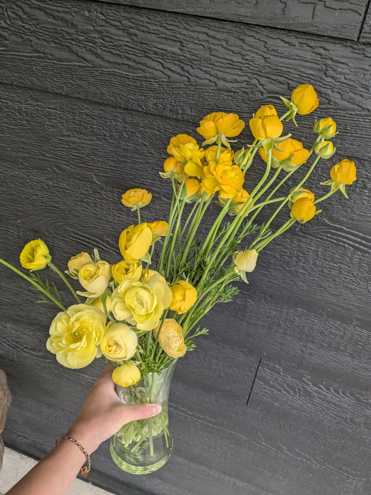 Ranunculus Half Clone Pergold (corm size 7+, XL)