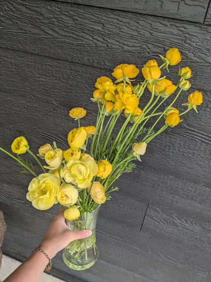 Ranunculus Half Clone Pergold (corm size 7+, XL)